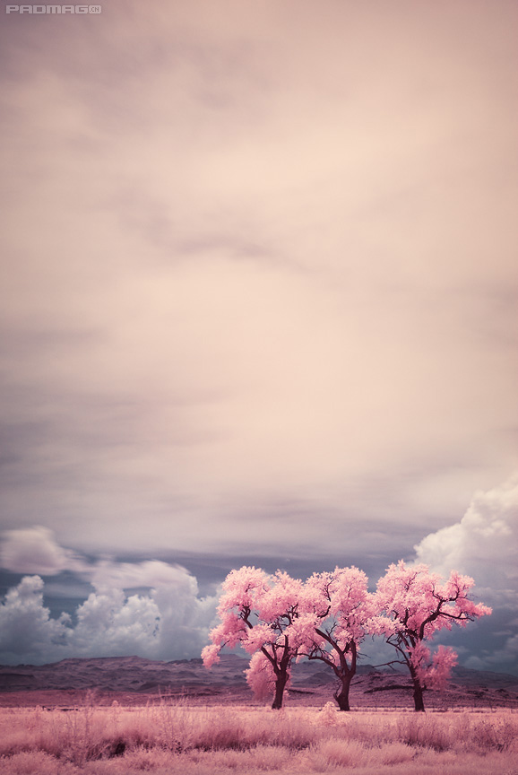 fullsize_20081025100301_three20trees20in20infrared.jpg